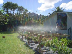 Backyard irrigation plants 